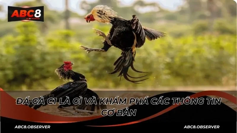 Điểm mạnh nổi bật làm nên sức hút của đá gà C1