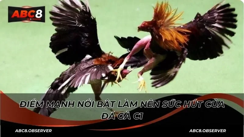 Chế độ thưởng đá gà C1 độc quyền cho người chơi