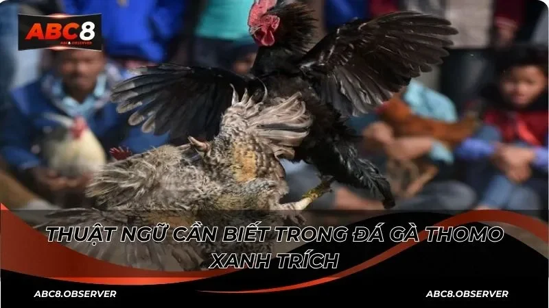 Chăm sóc lông và da sẵn sàng cho chiến đấu