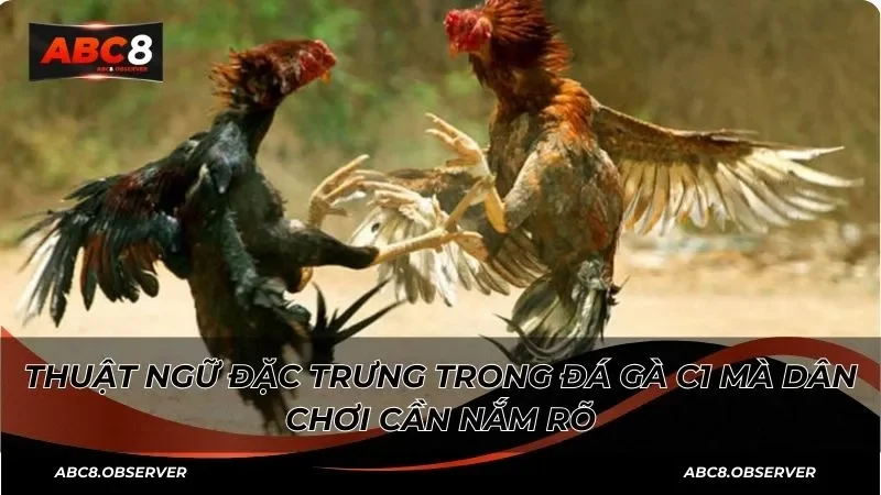 Đá cựa – Kỹ thuật tấn công quan trọng