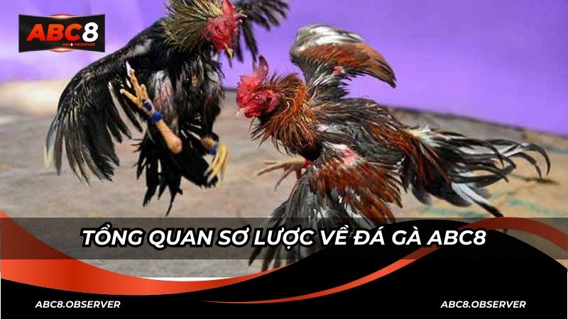 Kinh Nghiệm Chơi Đá Gà ABC8 – Bí Quyết Thành Công Dành Cho Người Mới